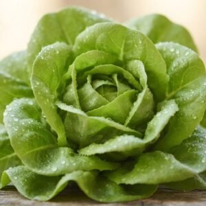 Salade laitue